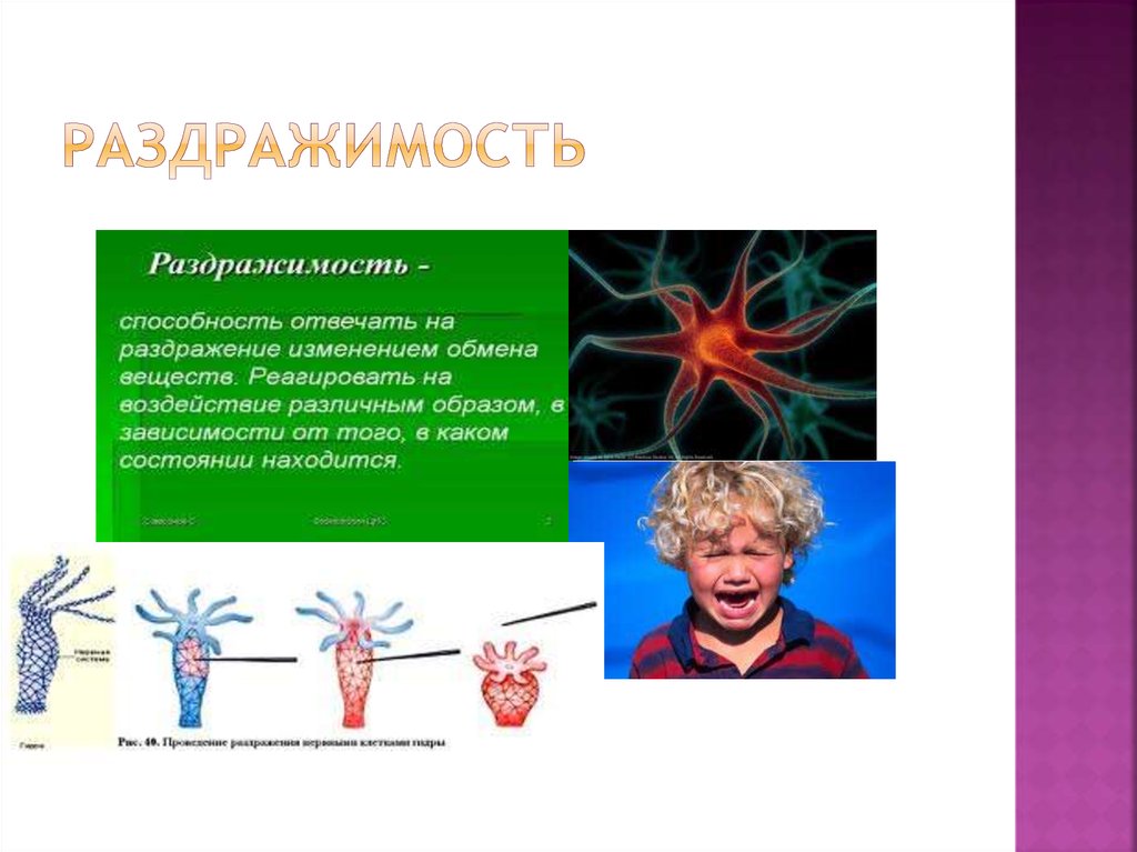 Биология 8 класс раздражимость и поведение животных. Раздражимость. Раздражение живых организмов. Раздражимость это в биологии 5. Раздражимость это в биологии кратко.