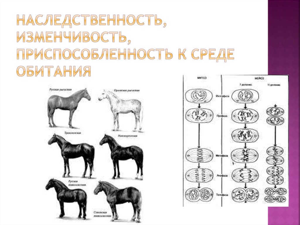 Наследственность схема биология