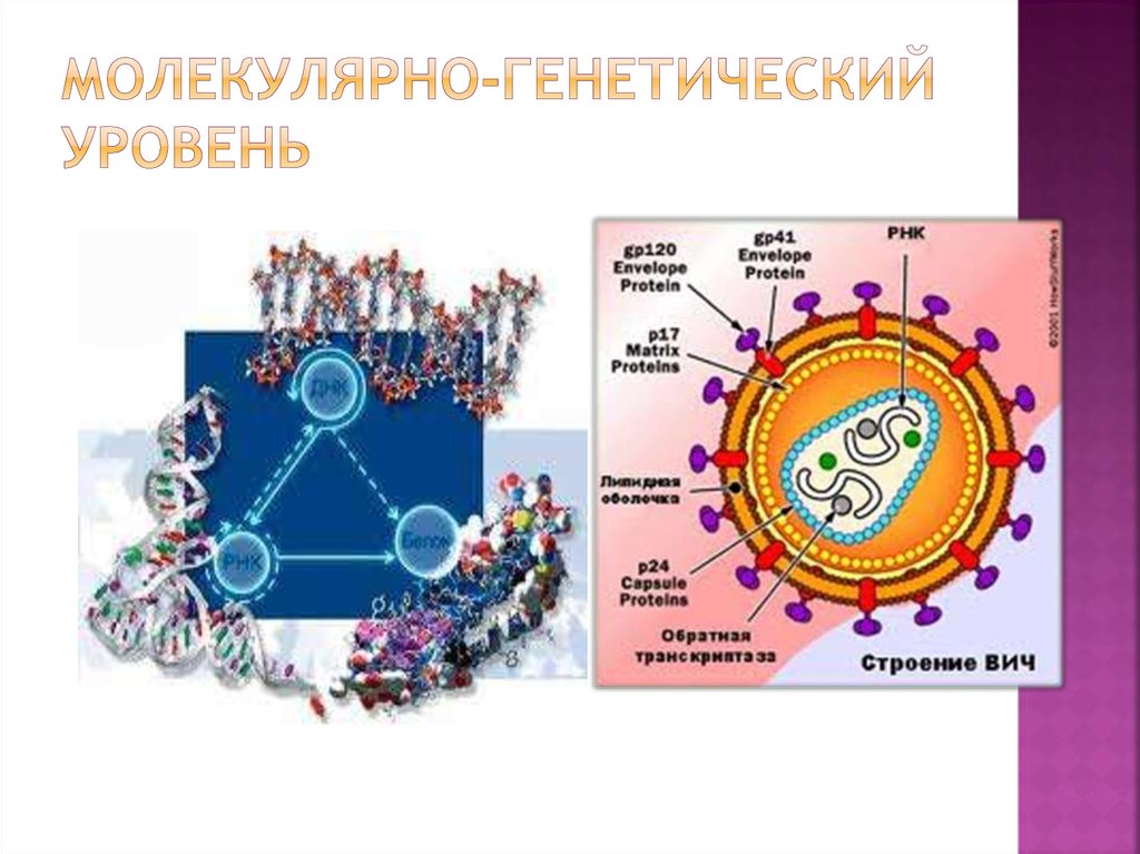 Организации живого молекулярный