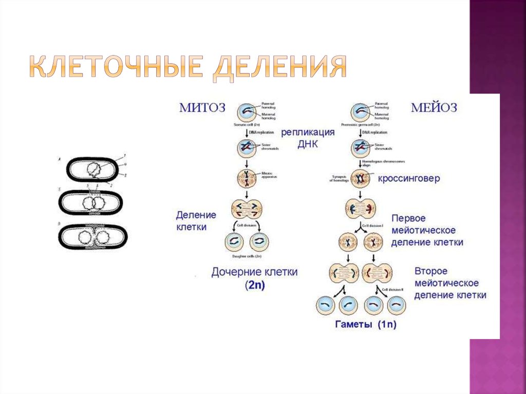 Каким номером на схеме обозначено мейотическое. Типы деления клеток схема. Процесс митоза и мейоза схема. Схема мейоза ЕГЭ биология.