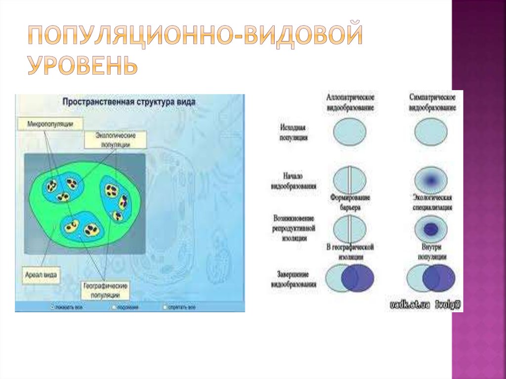 Популяционный уровень организации живой природы. Популяционно-видовой уровень организации живого. Процессы популяционно видового уровня. Функции популяционно видового уровня. Характеристика популяционно видового уровня.