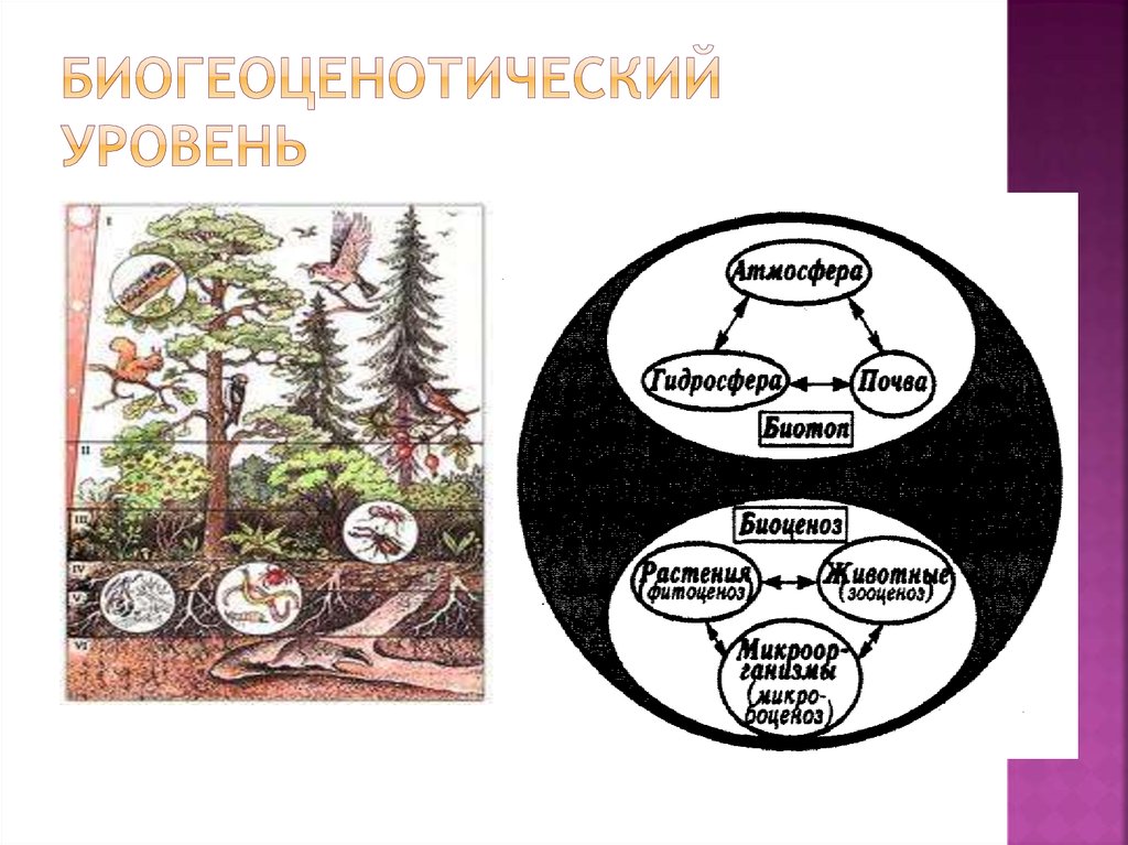 3 биогеоценотический уровень. Биогеоценотический (Экосистемный) уровень. Биогеоценотический и биосферный уровни жизни. Биогенетический уровень организации. Уровни организации живого биоценотический.