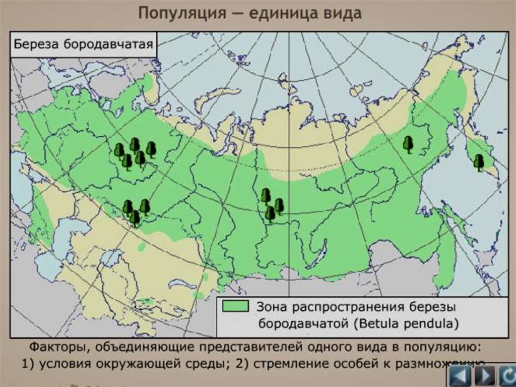 Карта берез в россии