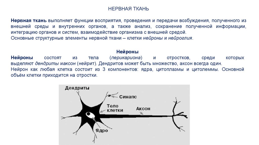 Нервная ткань состоит из собственно нервных клеток. Нервная ткань строение и функции. Строение нервной ткани и ее функции. Нервная ткань строение и функции кратко. Структура и функции нервной ткани.