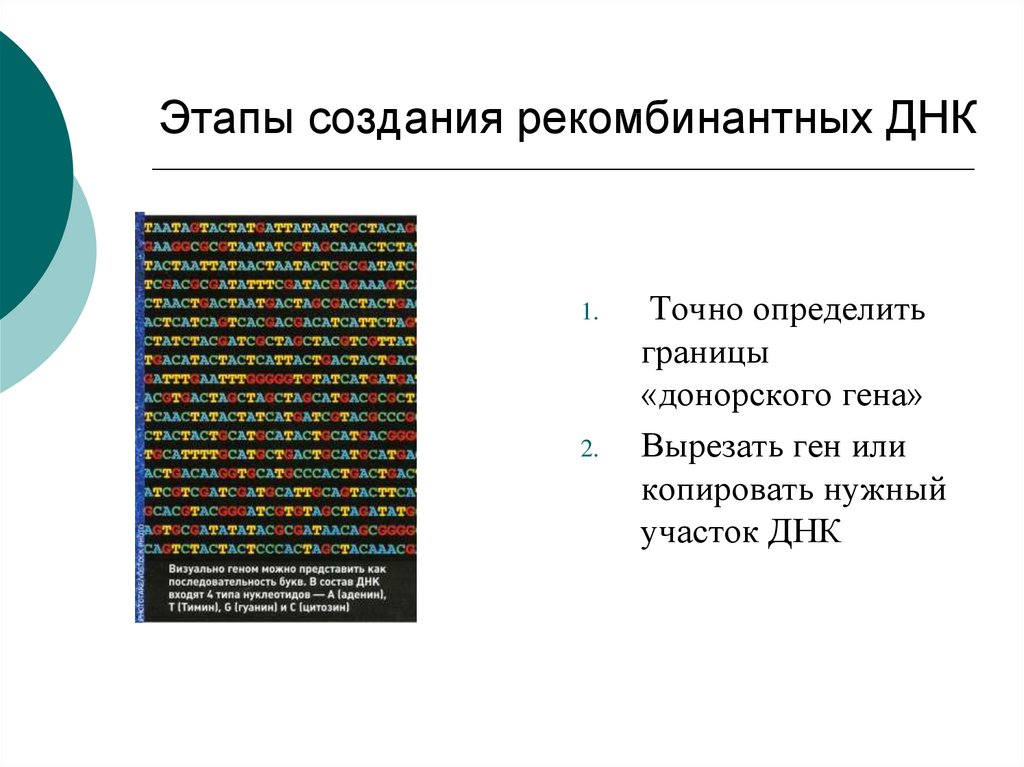 Этапы создания рекомбинантных ДНК