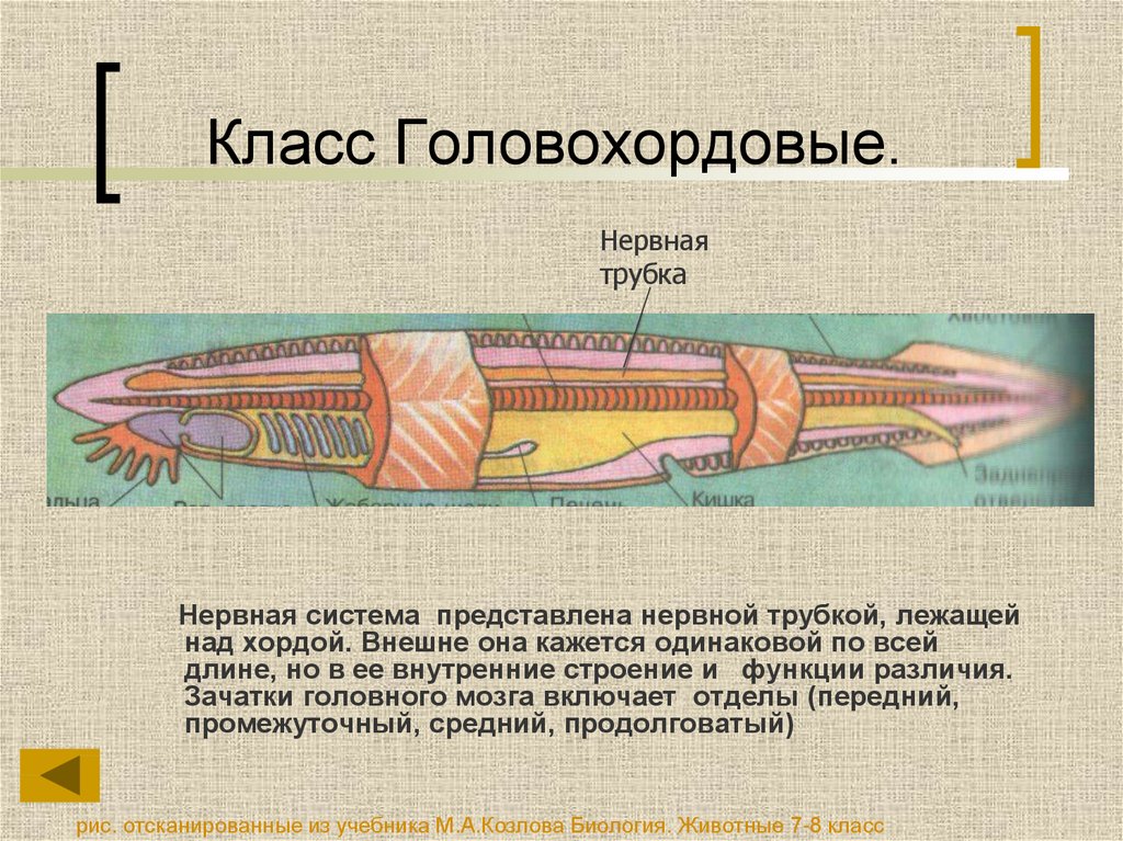 Трубчатая нервная система. Класс Головохордовые нервная система. Отделы головного мозга головохордовых. Строение нервной трубки. Функции нервной трубки.