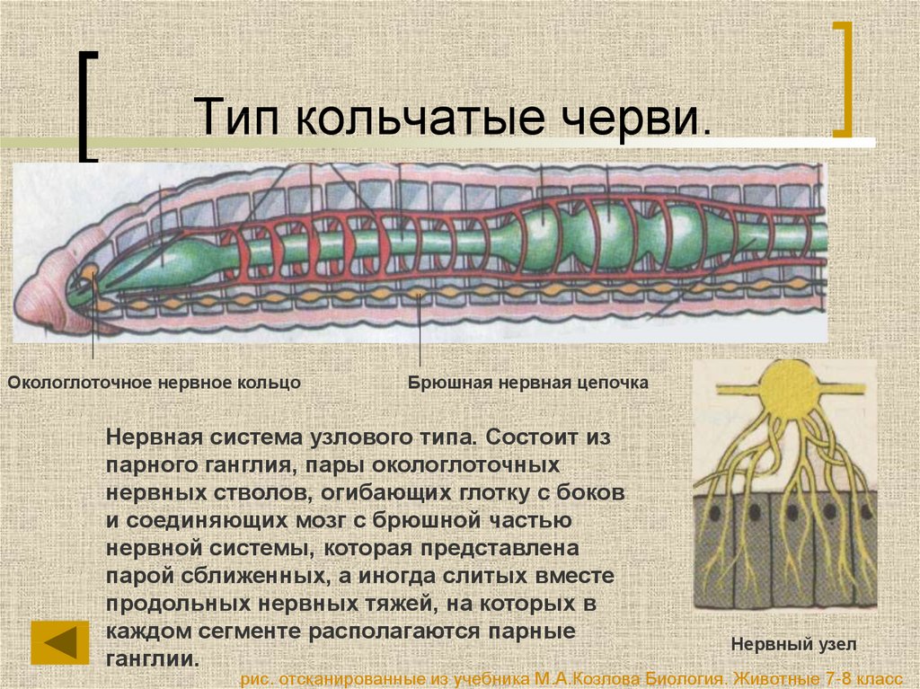 К группе кольчатых червей относятся. Тип нервной системы у кольчатых червей. Нервная система кольчатых червей какого типа. Тип кольчатые нервная сис. Нервная система кольчатых червей.