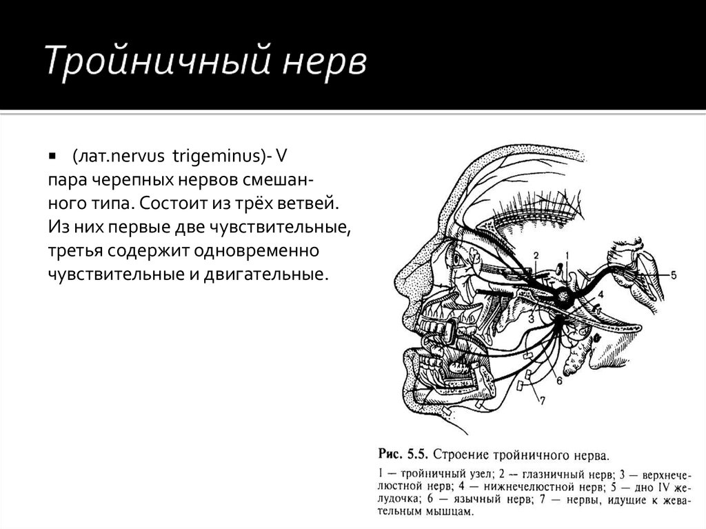 Можно греть тройничный нерв. Схема 5 пары черепных нервов. Ветви тройничного нерва схема. V пара черепных нервов - тройничный нерв, nervus trigeminus. Тройничный нерв: ядра, топография, ветви, области иннервации..