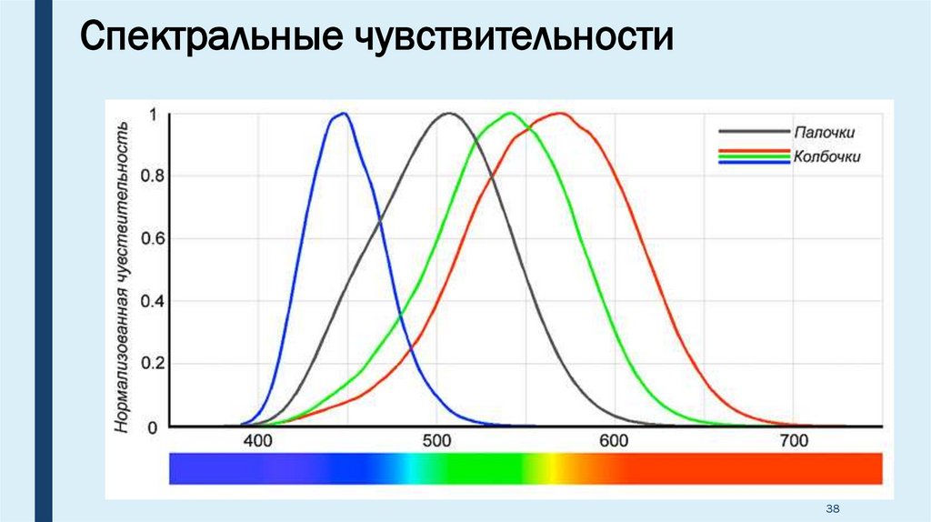 Спектральная чувствительность. Спектральная чувствительность палочек и колбочек. Спектр поглощения колбочек и палочек. Кривые спектральной чувствительности колбочек. График относительной спектральной чувствительности глаза.