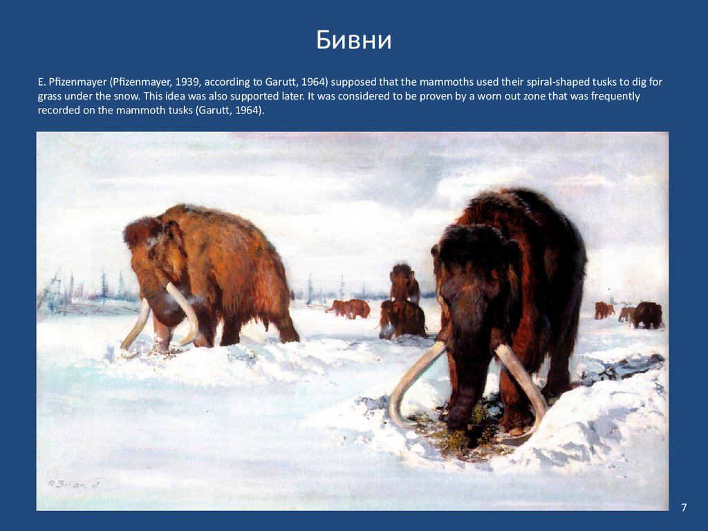 Где жили мамонты. Мамонты которые жили в России. Картина мамонты Сибирь. Презентация на тему мамонты. Мамонты жили.