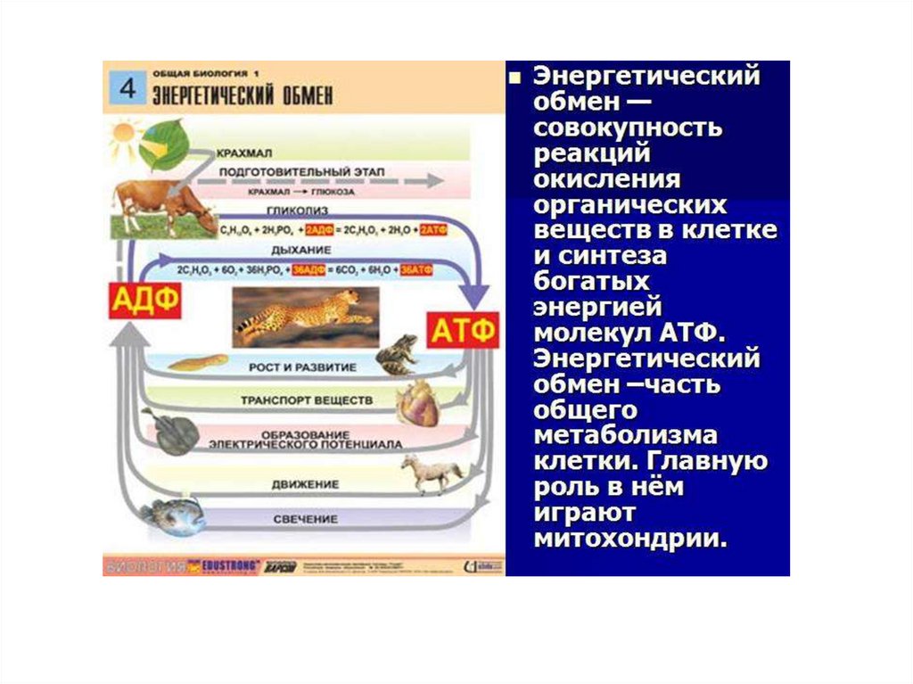 Энергетический обмен биология 10 класс. Энергетический обмен в клетке таблица. Процессы энергетического обмена веществ в клетке. Реакций энергетического обмена веществ. Энергетический обмен это совокупность.