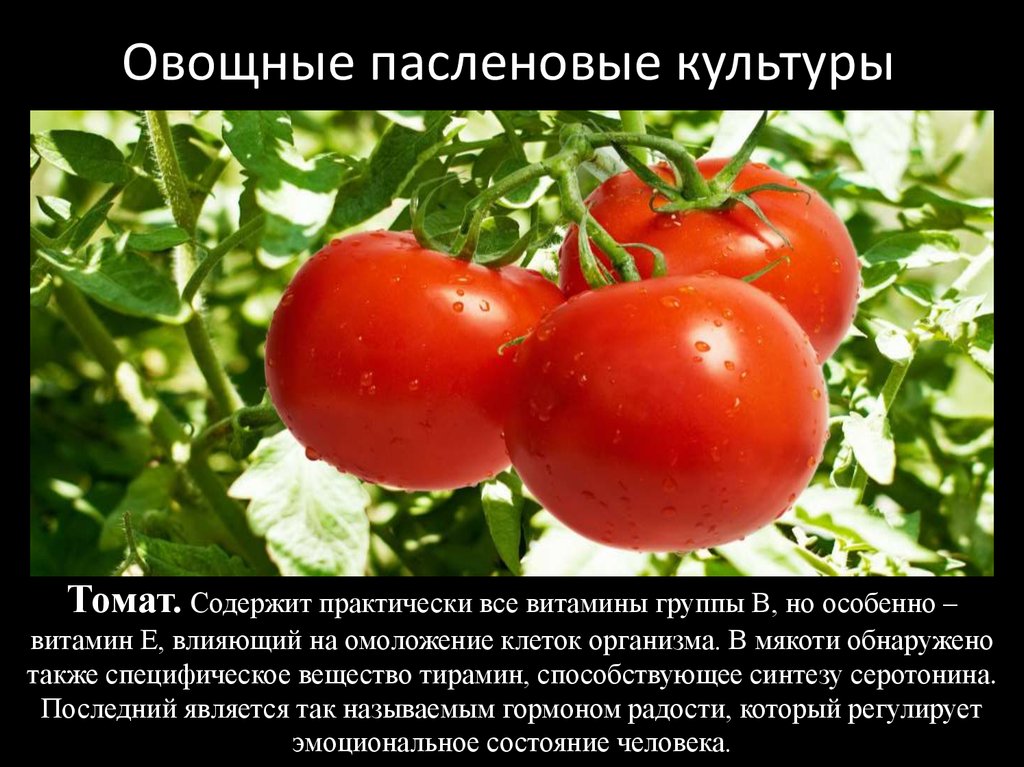 Плод пасленовых картофеля и томата называют. Овощные культуры семейства пасленовых. Томат Пасленовые. Овощные Пасленовые томат. Паслёновые растения список.