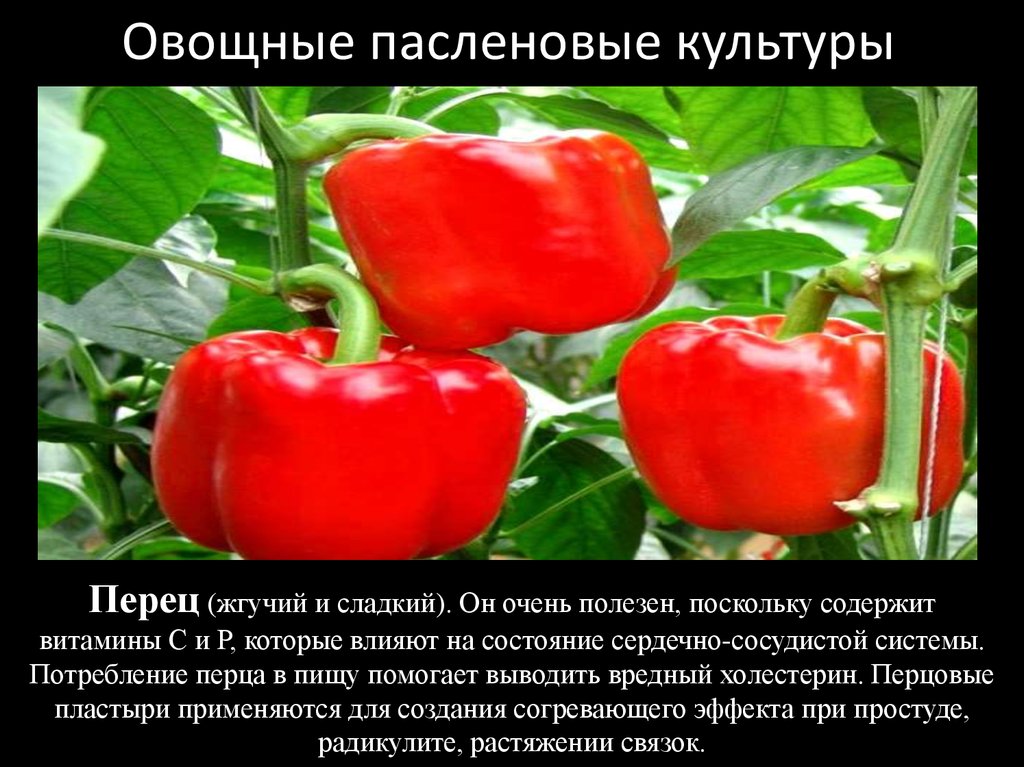 Культурные пасленовые. Тыквенные и Пасленовые культуры. Перец сладкий Пламенный. Пасленовые культуры что к ним относится.