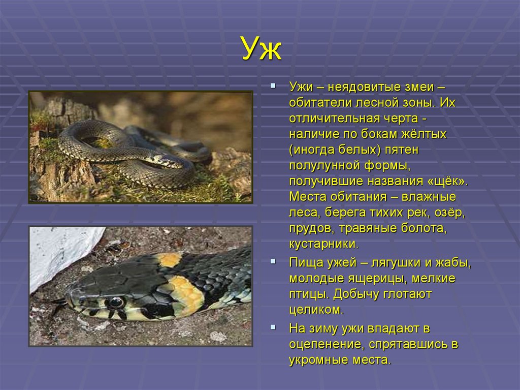 Какая среда обитания у змей. Описание ужа. Уж обыкновенный описание. Уж презентация. Уж характеристика.