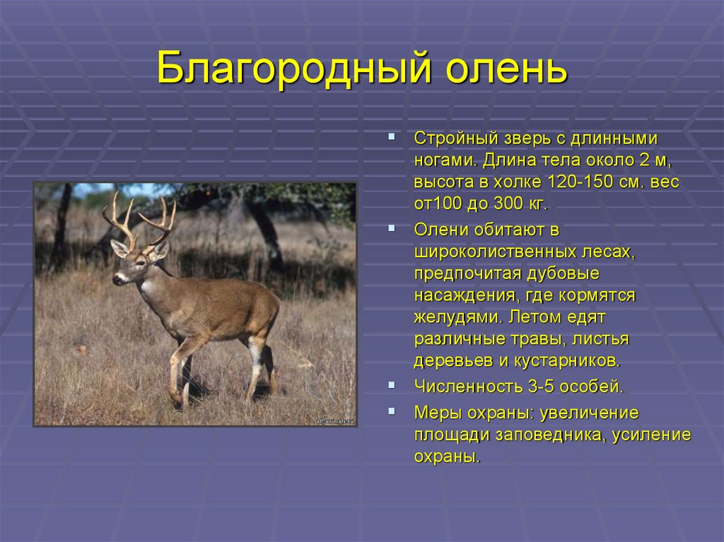 Научный текст про оленя. Благородный олень природная зона обитания. Благородный олень доклад. Олень Марал информация.