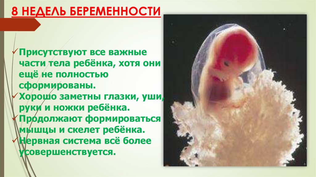Россия 8 недель. 8дэнедель беременности. Восьмая неделя беременности.