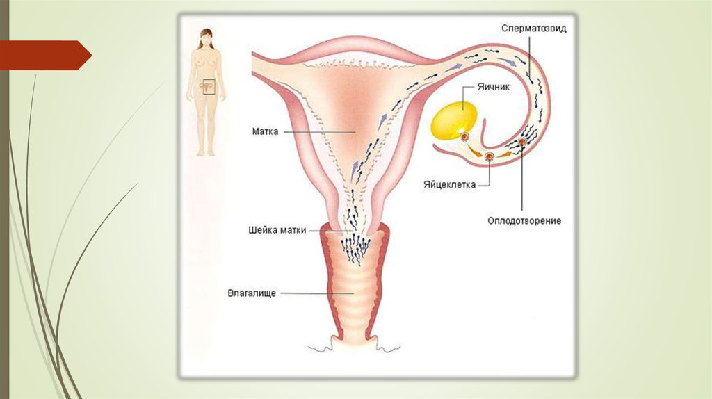 Как происходит оплодотворение и зачатие по дням
