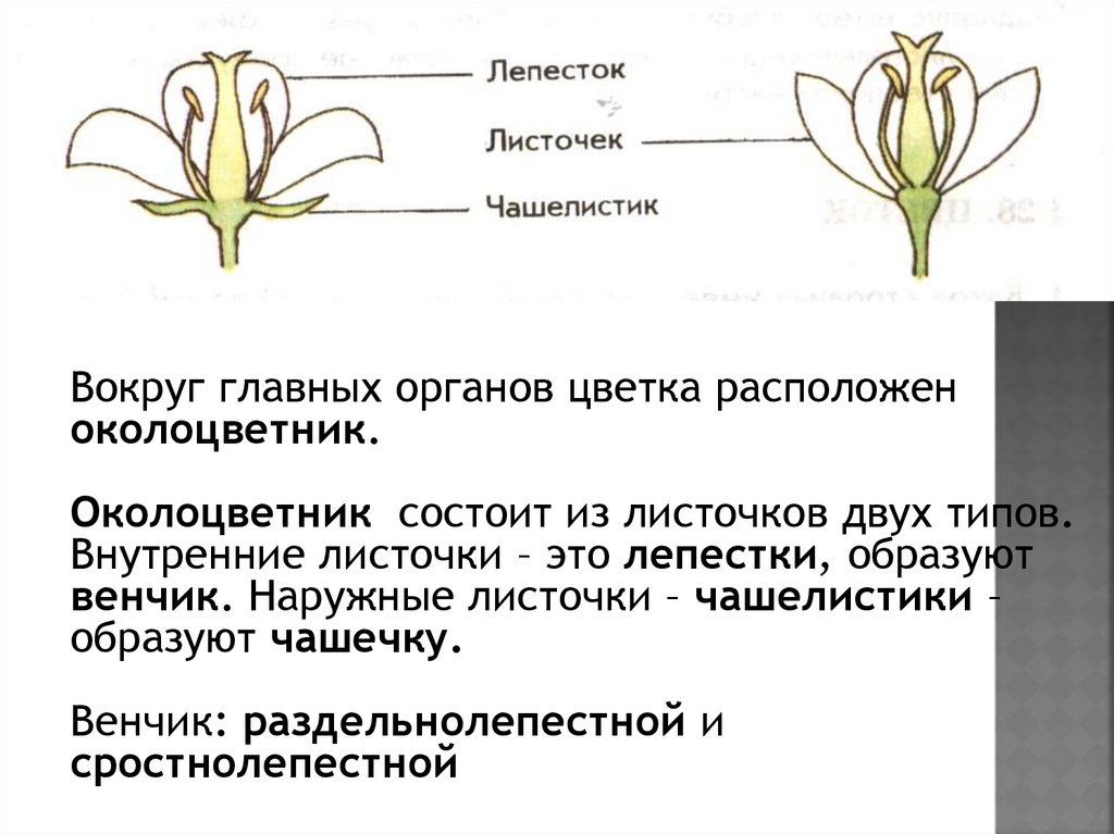 Околоцветник цветка состоит из