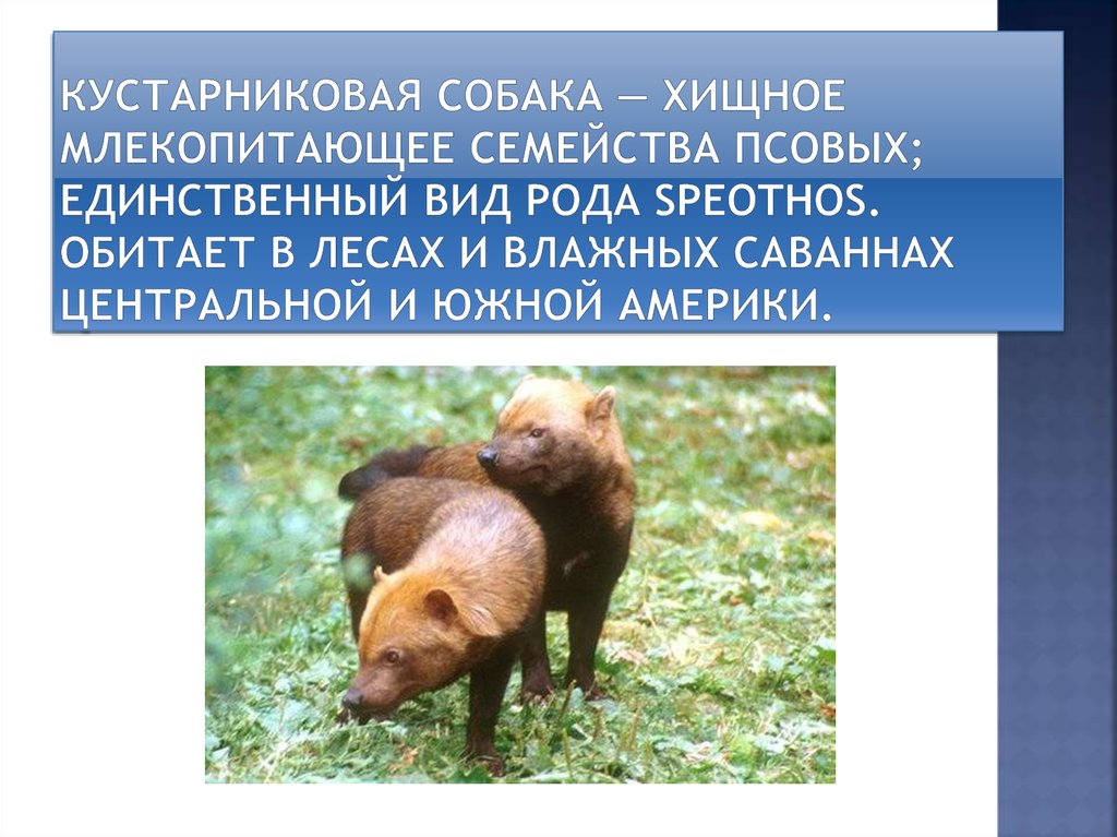 Кустарниковая собака — хищное млекопитающее семейства псовых; единственный вид рода Speothos. Обитает в лесах и влажных