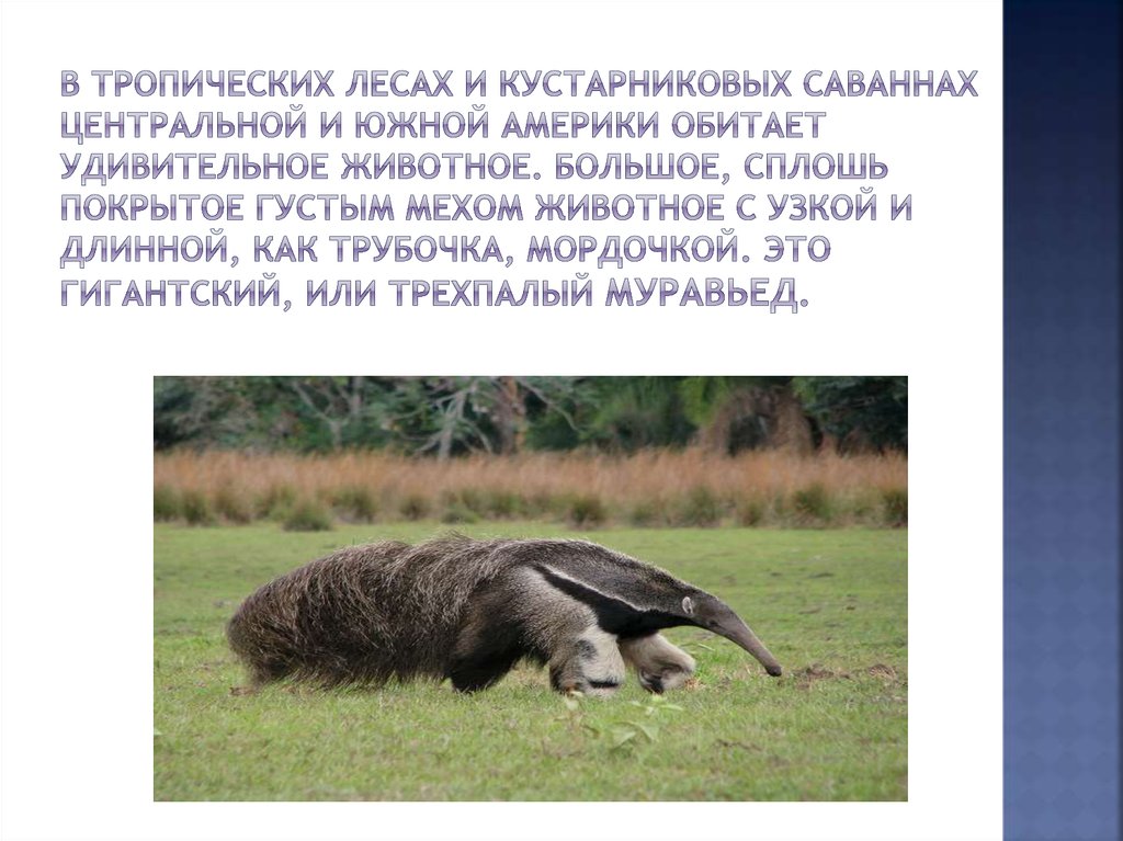 В тропических лесах и кустарниковых саваннах Центральной и Южной Америки обитает удивительное животное. Большое, сплошь