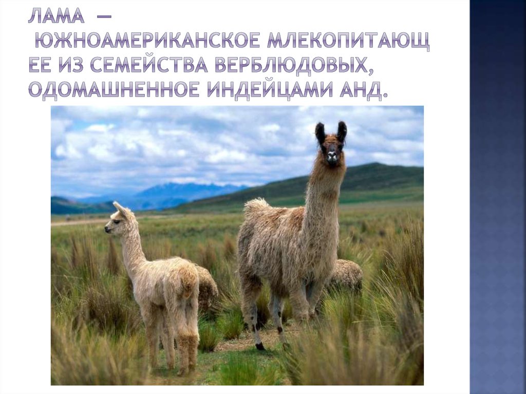 Лама  — южноамериканское млекопитающее из семейства верблюдовых, одомашненное индейцами Анд.