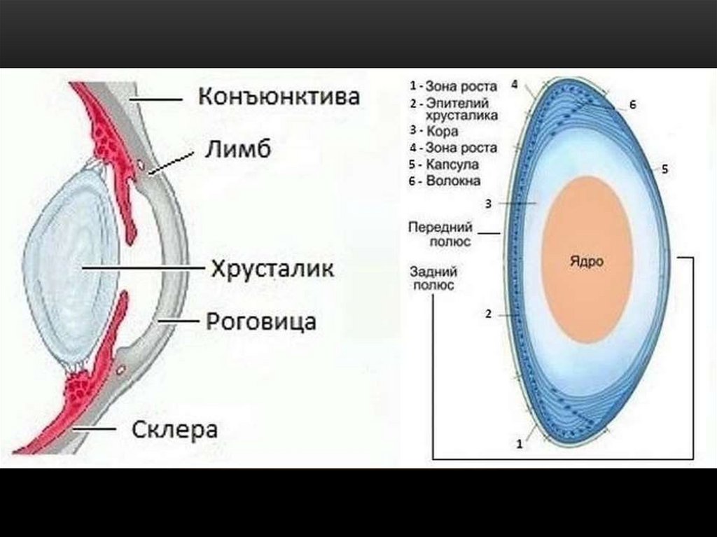 Хрусталик глаза человека является