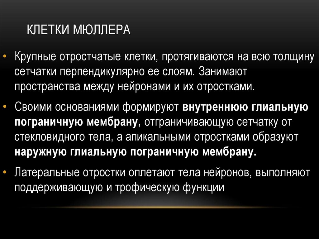 Занятое пространство. Клетки Мюллера. Клетки Мюллера сетчатка. Глиальные клетки Мюллера. Мюллеровы клетки.