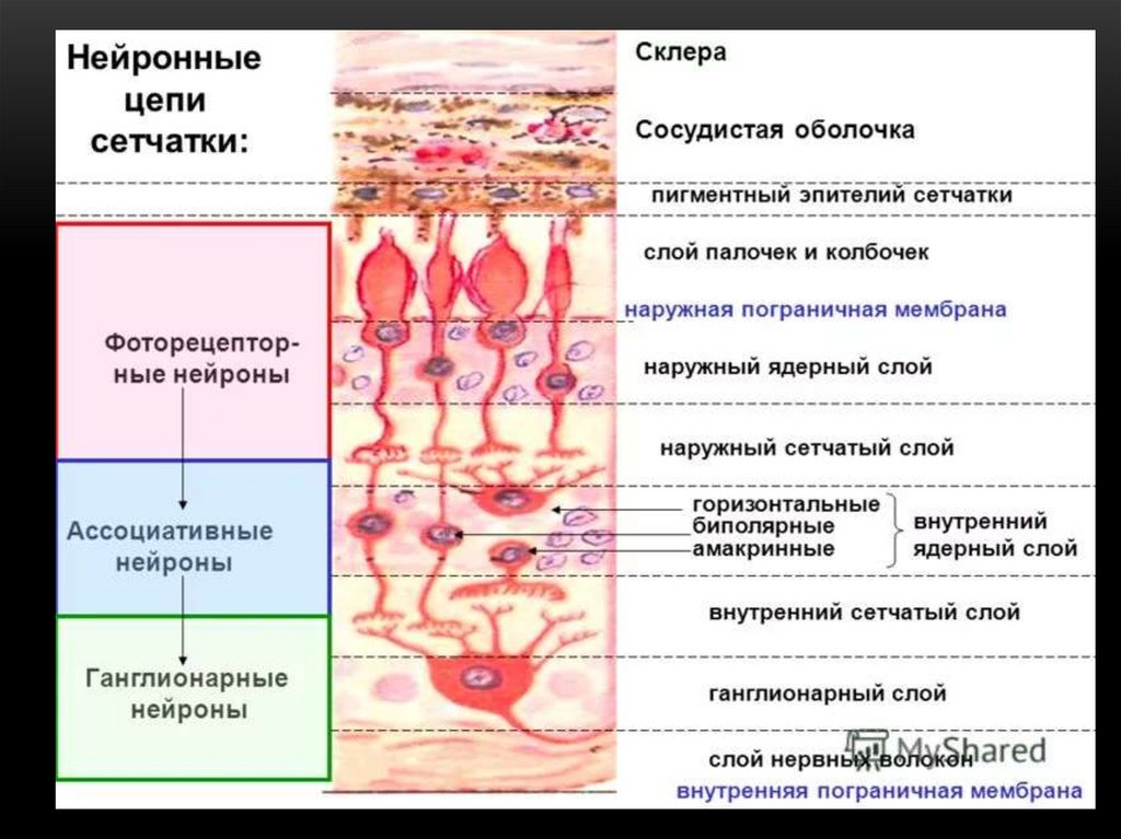 Схема строения нейронного строения сетчатки