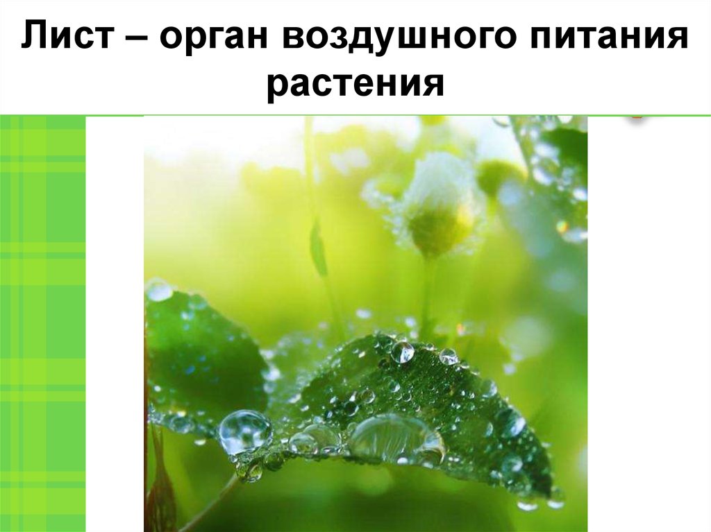 Воздушное питание растений какой орган. Лист орган воздушного питания. Лист растения орган воздушного питания. Лист воздушное питание. Воздушное питание растений.