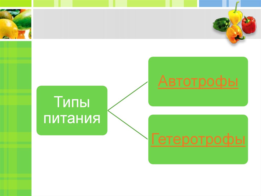 Урок естествознания 5 класс. Как питаются растения 5 класс презентация. Разработка урока как питается растение 5 класс. Урок с презентацией в 5 классе как питаются растения по Суховой.