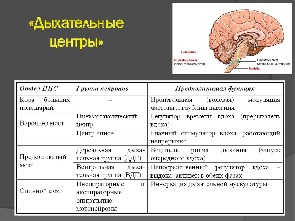 Дыхательный центр отдел мозга. Факторы поддерживающие тонус дыхательного центра. Какие факторы поддерживают тонус дыхательного центра. Дыхательный центр факторы. Факторы работы дыхательного центра.