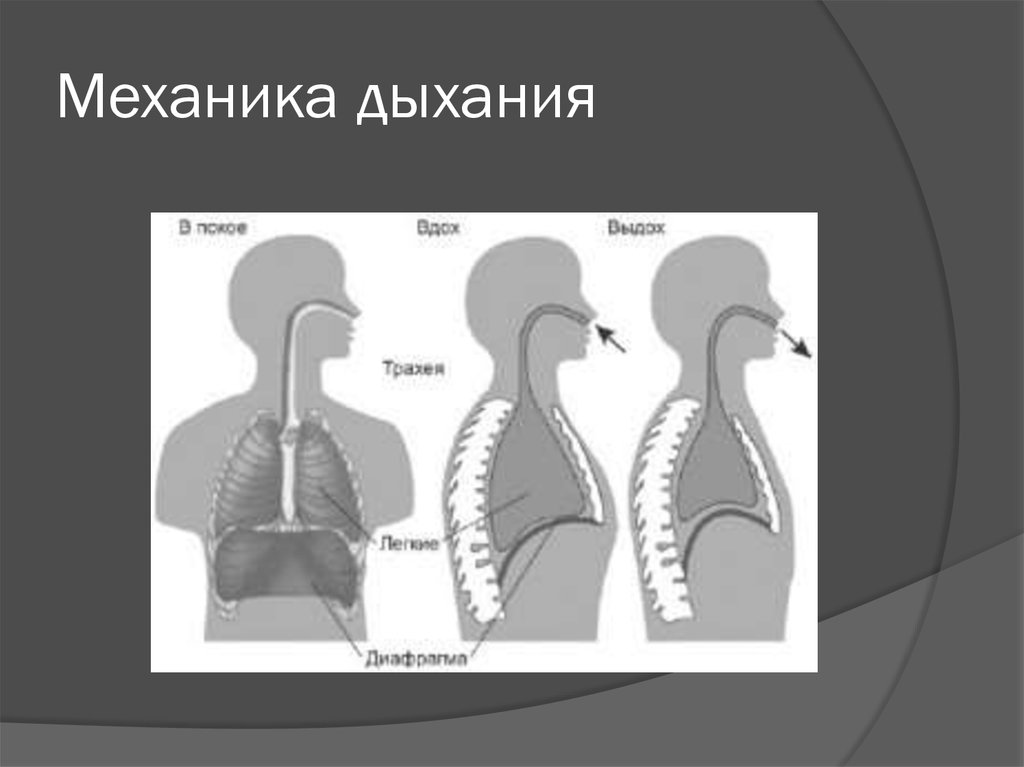 Акт дыхания