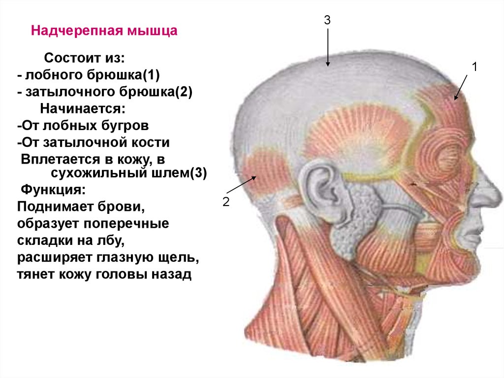 Затылок где находится. Функции надчерепной мышцы головы. Надчерепная мышца сухожильный шлем. Надчерепной апоневроз сухожильный шлем. Сухожильный шлем надчерепной мышцы.