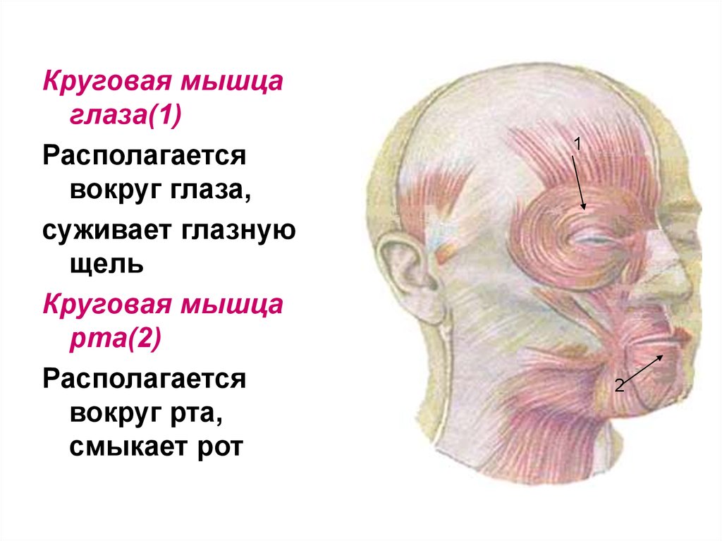 Круговая мышца рта. Гипертонус круговой мышцы глаза. Мышцы головы. Презентация на тему мышцы головы.