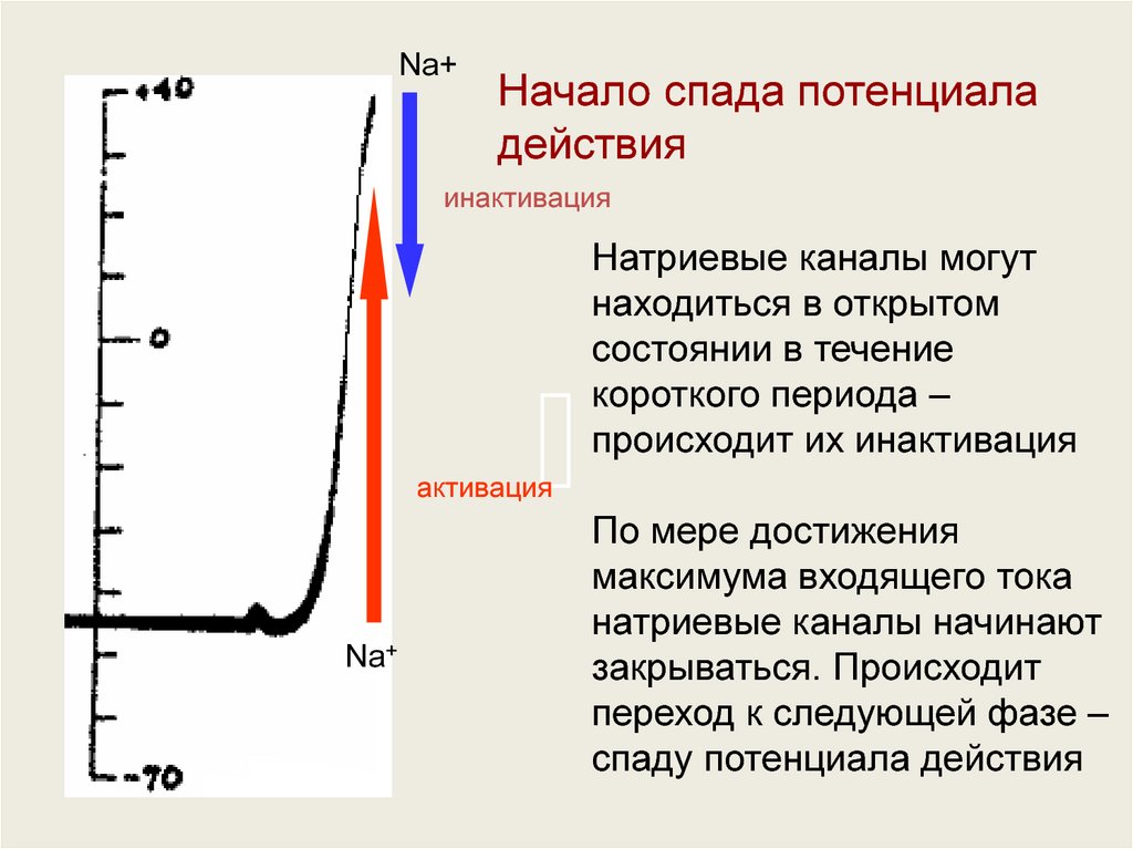 Измерение мембранного потенциала