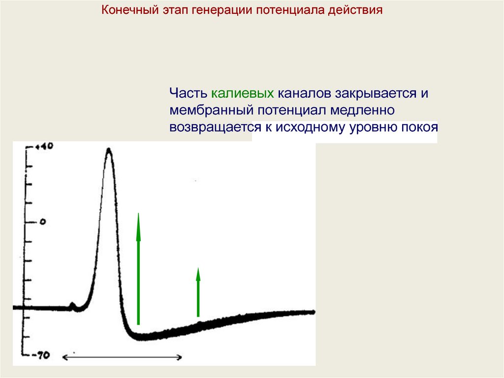 Механизмы генерации потенциала. Локальный потенциал физиология. Местный потенциал физиология. Величина раздражителя локальный потенциал. Фазы генерации потенциала действия.