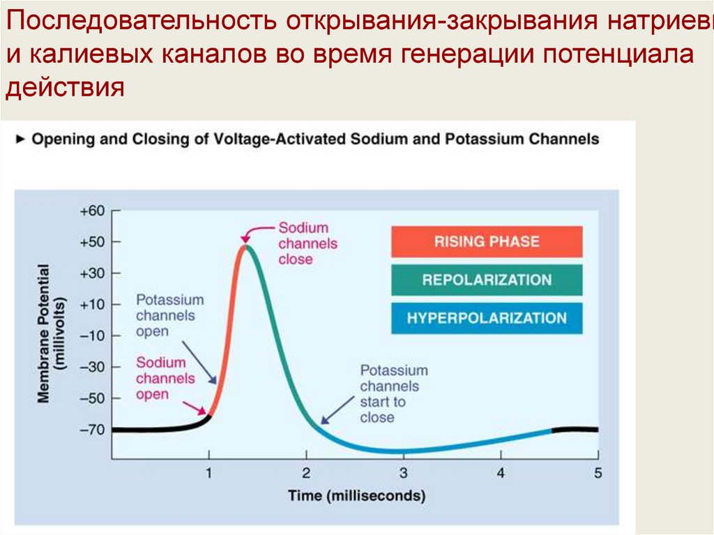 Последовательность открытия. Генерация потенциала действия. Последовательность потенциала действия. Калиевые каналы и потенциал действия. Потенциал действия натриевые каналы.