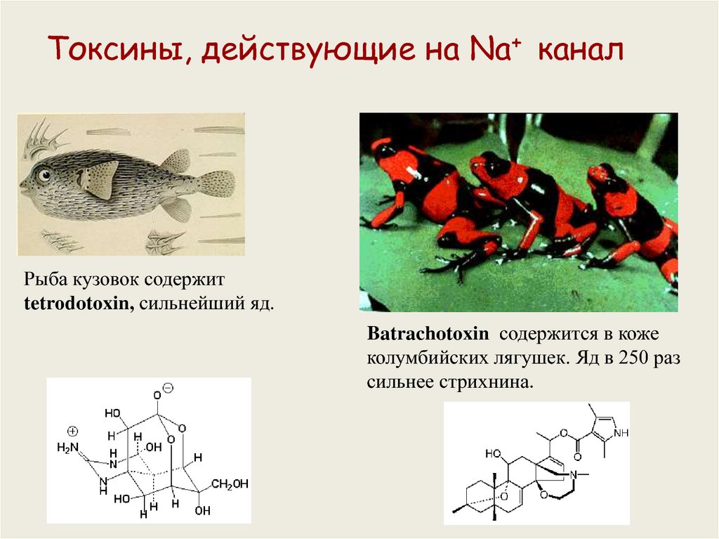Токсин форум. Яд батрахотоксин. Батрахотоксин лягушка. Батрахотоксин формула. Формула сильного яда.