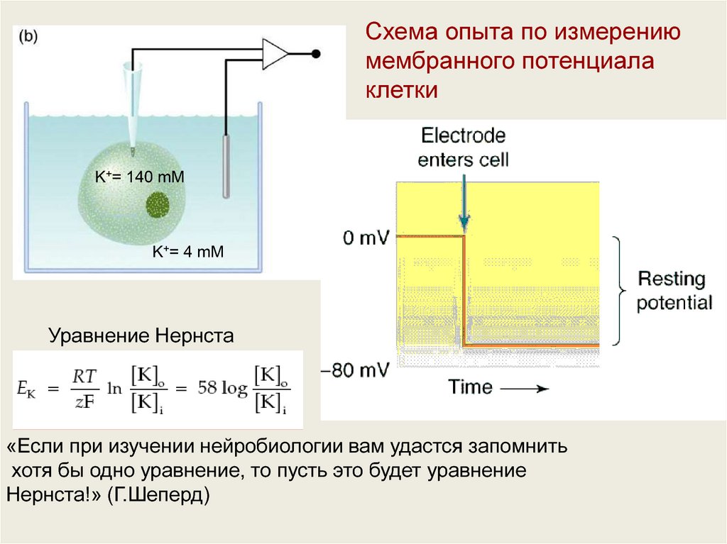 Измерение мембранного потенциала