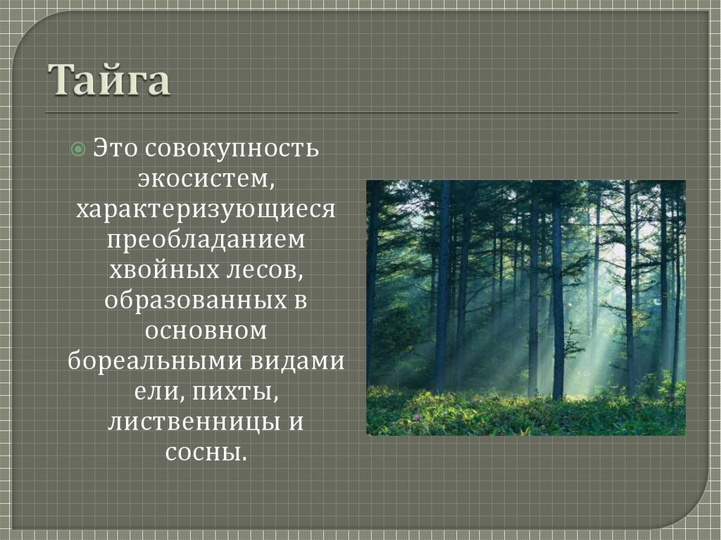 Лесная зона умеренного пояса с преобладанием хвойных