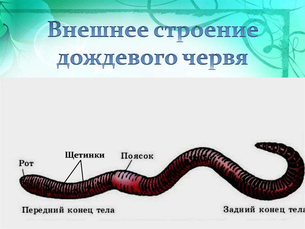 Система малощетинковых червей