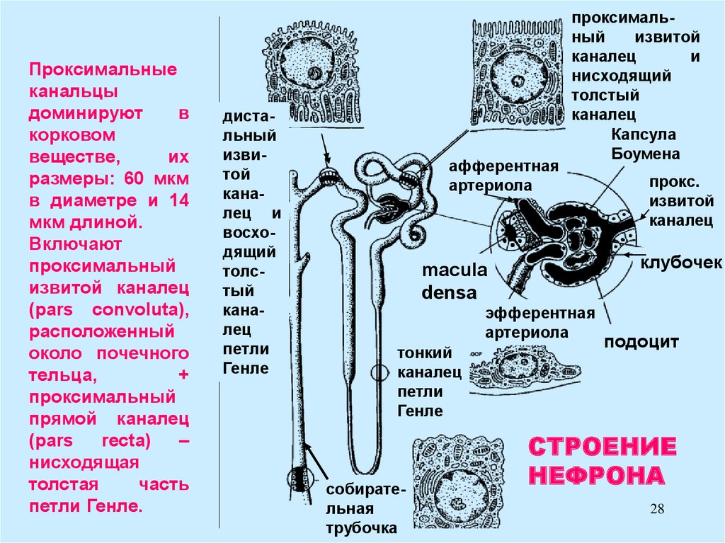 Проксимальный извитой каналец