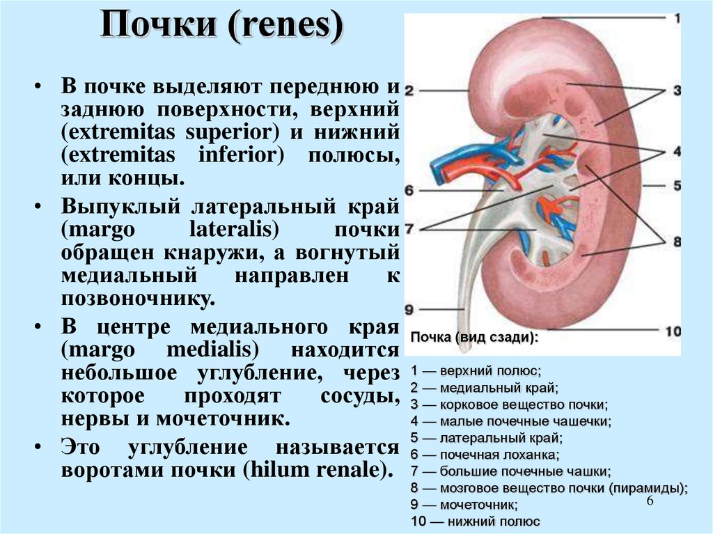 Почки часть какой системы. Наружное строение почки. Строение почки полюсы. Поверхности и края почек.