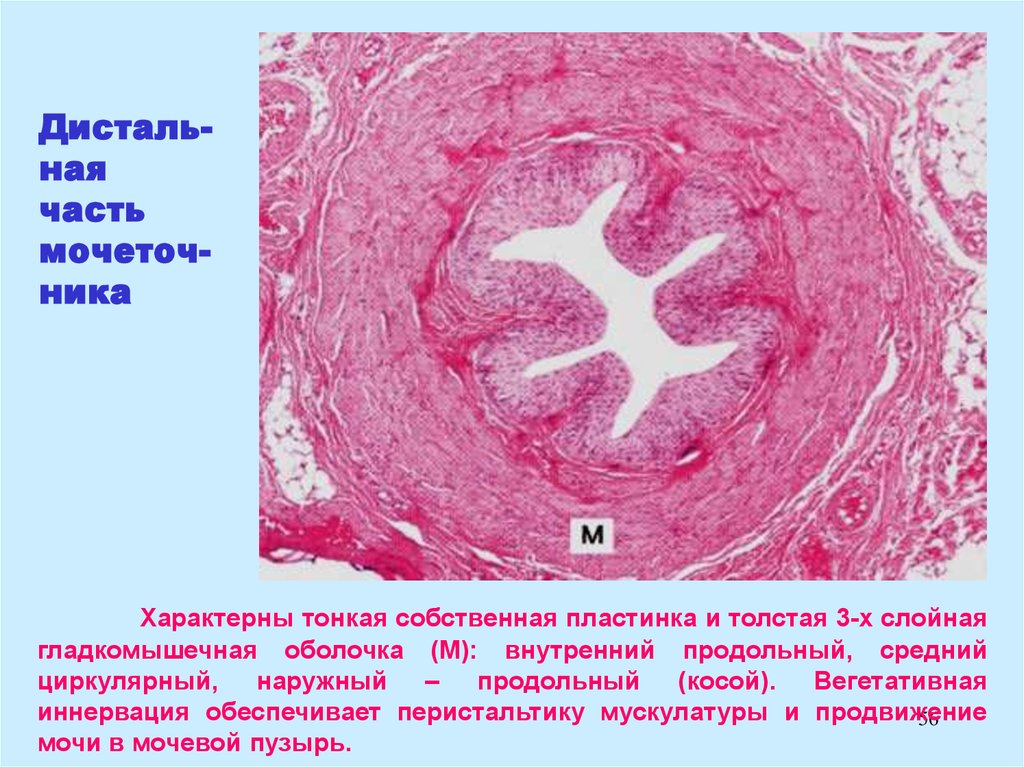 Внутренний циркулярный и наружный продольный. Собственная пластинка мочевого пузыря. Собственная пластинка бронхов. Внутренний продольно наружний циркулярно.