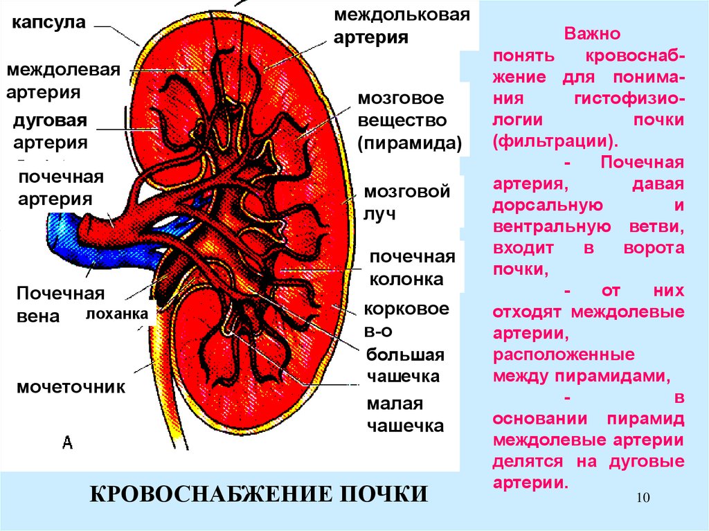 Почечные артерии и вены. Кровоснабжение почек анатомия вены. Почка артерия Вена мочеточник. Ворота почки Вена артерия мочеточник. Артерии почки, строение анатомия.