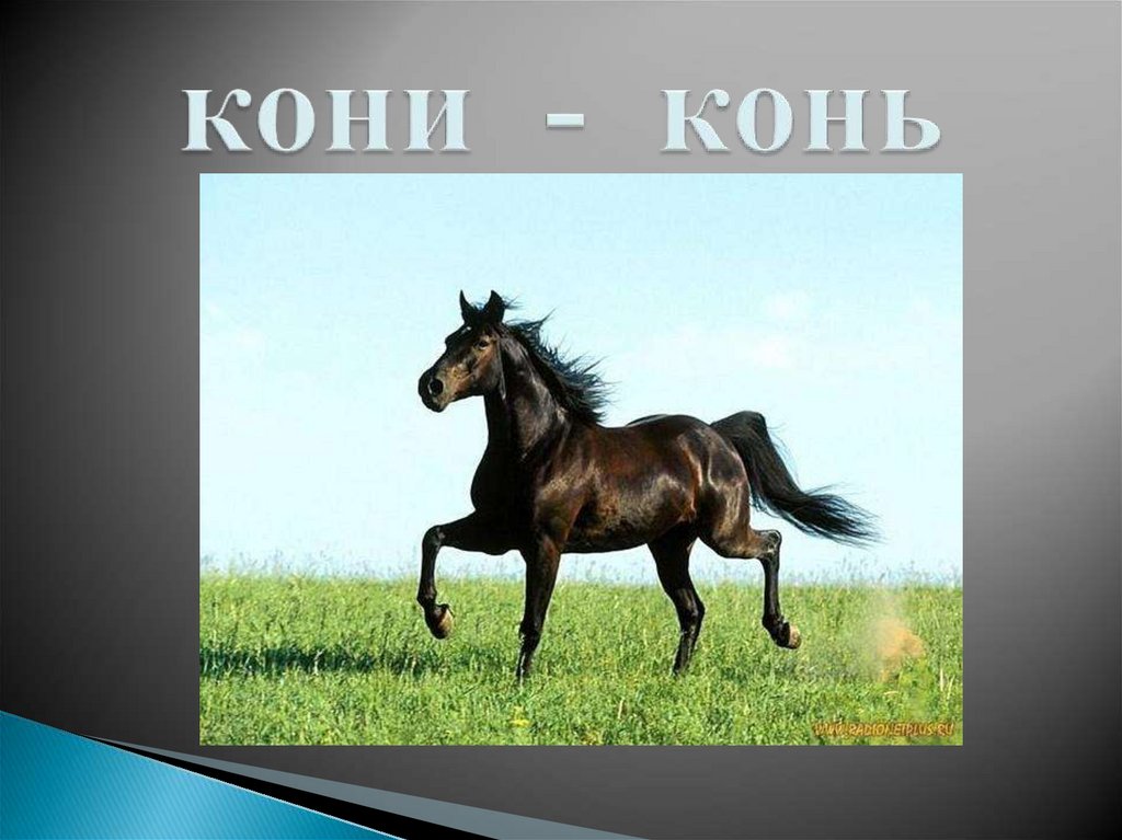 Буква ь конь. Кон - конь примеры. Конь буква ь обозначает мягкость. Что обозначает конь ретивый.