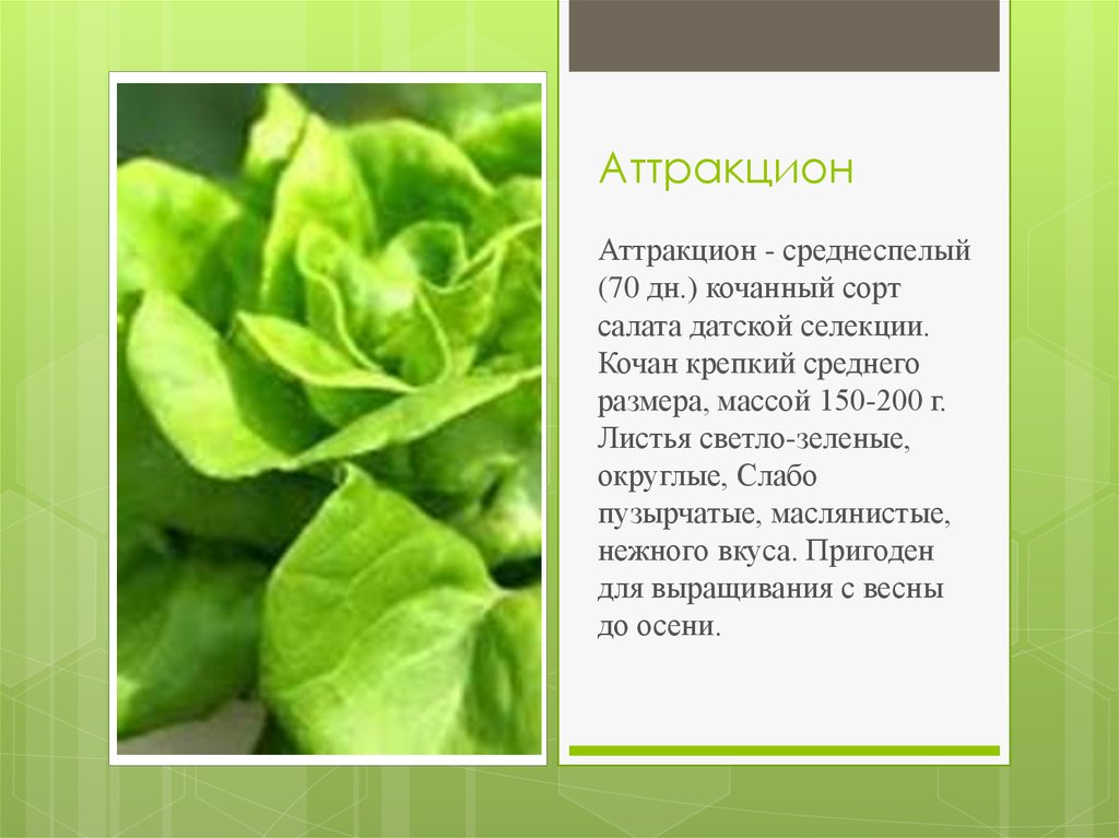 Lettuce перевод на русский