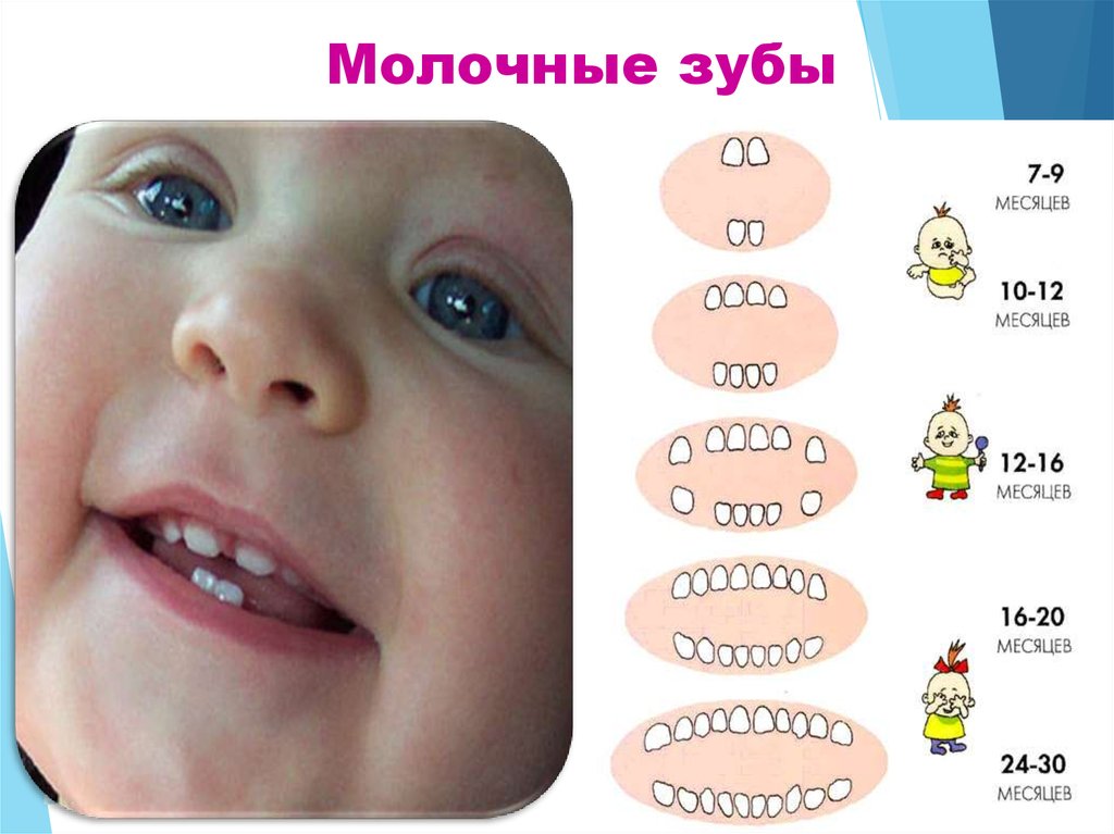 5 месяц ребенок зубы температура