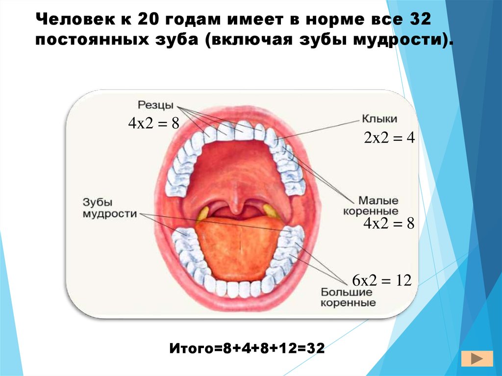 Границы полости рта. Пищеварение в ротовой полости. Зубы в ротовой полости человека. Нормальная ротовая полость человека. Схема пищеварения в ротовой полости.