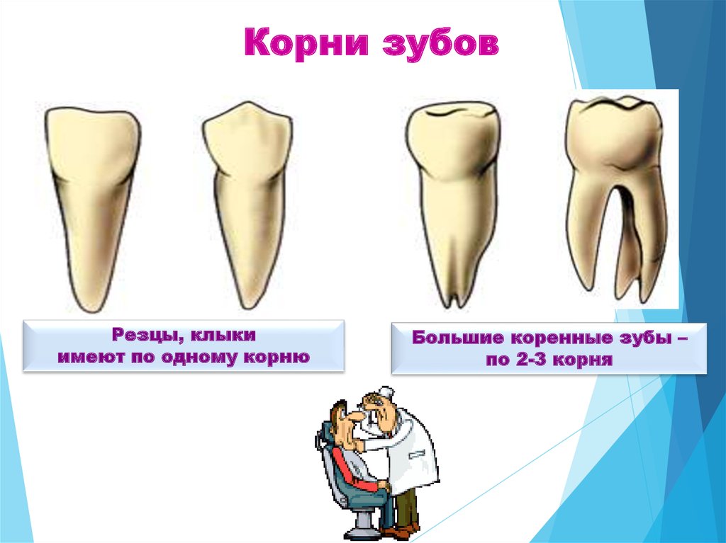 2 корня в зубе. Зубы человека. Типы зубов. Резцы клыки малые и большие коренные зубы.